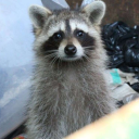 sadraccoonfinds avatar