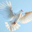 safe-dove-girl avatar