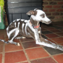 safe-in-ur-skin avatar