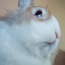 safinasmartpoop avatar