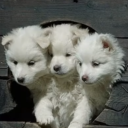 sagasfolktale avatar