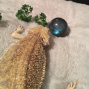 sage-and-stom avatar