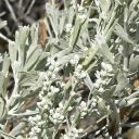 sagebrushpoems avatar