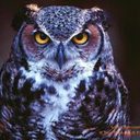 saggezzaenigmistica avatar