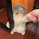 sagittariusgf avatar