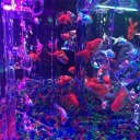 sahariathetica avatar