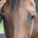 sailawaymayday avatar