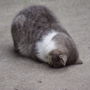 sailor-uterus avatar