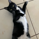 sailormichi088 avatar