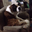 saint-bernard-life avatar