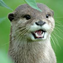 saint-otter avatar