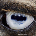 saintdickolas avatar