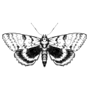 saintofmisery avatar