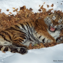 saintperaltiago avatar