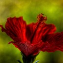 saints-shooter avatar