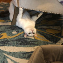 saiyanitloudandclear avatar