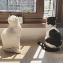 sajaksenandikaa avatar