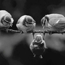 saksidakikaktus avatar