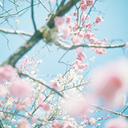 sakura-dreaming avatar