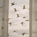 sakuradewdrop avatar