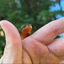 salamander-bard avatar