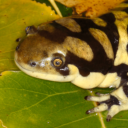 salamander-mcr avatar