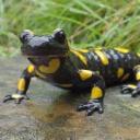 salamander-offical avatar