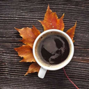 salem-witches avatar