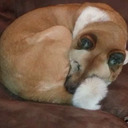 salemheart1383 avatar