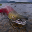 salmon-detector avatar