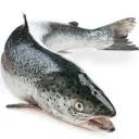 salmonsandwich37 avatar