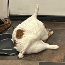 salocinalbosteer avatar