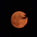 salsa-with-satan avatar