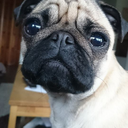 salsathefitpug avatar