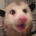 salsawerewolf avatar