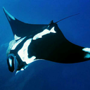 saltandswordfish avatar