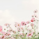 saltedfishmaiden avatar