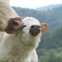 saltfromthesea avatar