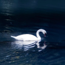 saltintheseaa avatar