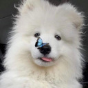 saltlampblues avatar