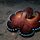 saltwateraddiction avatar