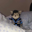 salty-ass-fries avatar