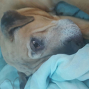 salty-chicken avatar