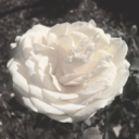 salty-light-bouquet avatar