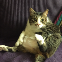 salty-socialist avatar