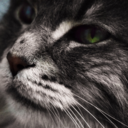 saltywerewolfcrusade avatar