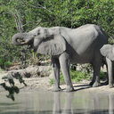 saltyzineslimecolor avatar