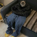 salvagethevixin avatar