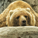 sam-trans-cub avatar