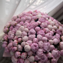 sama7-morning avatar